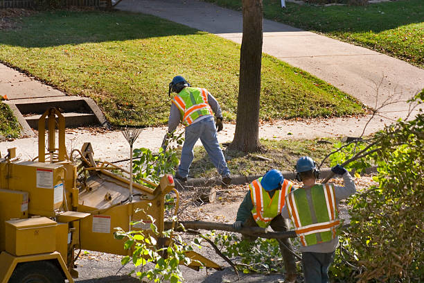 Tree Removal for Businesses in Brookfield, MO